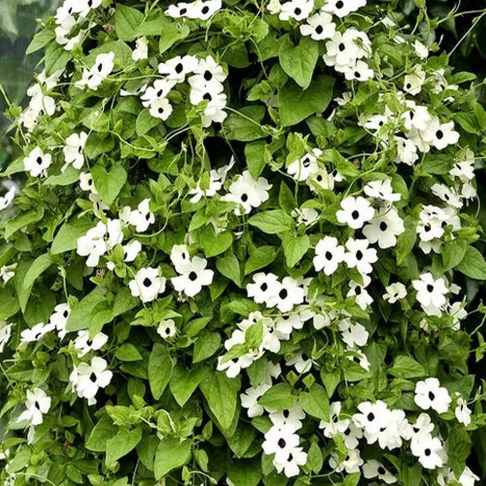 BStore Thunbergia White 10 Seeds - $9.55