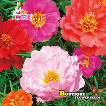 5 Bags (500 Seeds Of Moss Rose Seeds Mixed Portulaca Grandiflora Garden USA Ship - $20.49