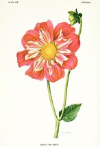 Dahlia - Ami Nonin - 1921 - Flower Illustration Poster - £26.43 GBP