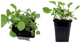 Live Plant - Southern Georgia Collards - 4&quot; Pot - £28.76 GBP