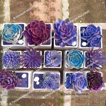 1 approx 100 Seeds / Pack, Mixed Bonsai Purple Succulent Plant Seed #NF365 - £15.69 GBP