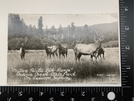 RPPC Native Elk Nature/Wildlife Scene Postcard-Prairie Creek-Good Cond. Unposted - £6.89 GBP