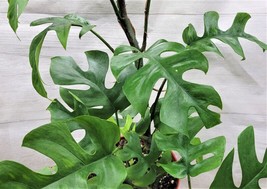 AWS Monstera minima ,raphidaphora tetrasperma , Mini Monstera - in 6 inc... - £28.00 GBP