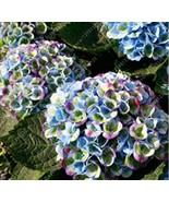 KB 20 Seeds For Rainbow Colors Hydrangea Flower Exotic Bush Plant Herb G... - $316.63 MXN