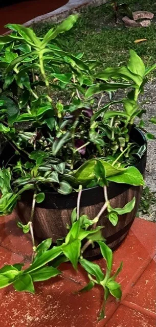 Basket Plant (3) Callisia fragans + Wandering Jew (2) combo, Rooted Plants - £19.32 GBP