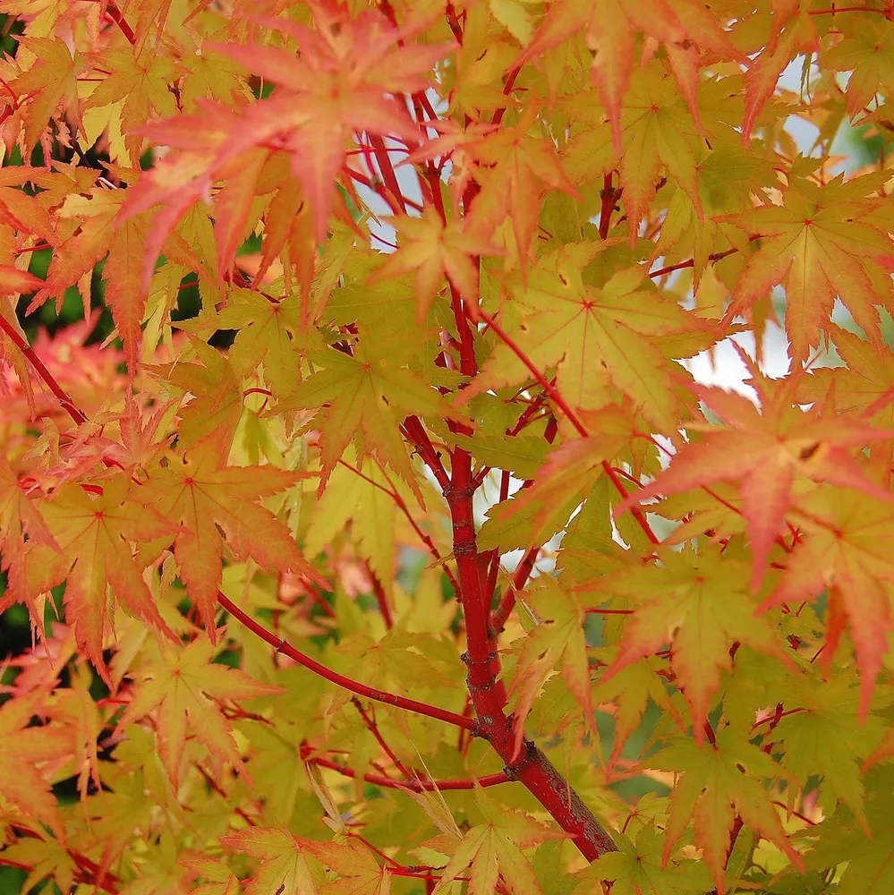 Acer Palmatum Sango Kaku Pink Stem Japanese Maple Seeds - £9.61 GBP