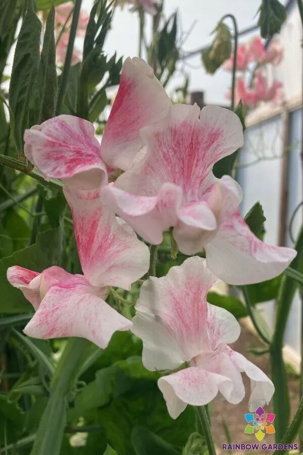 50 Vaudeville Sweet Pea Seeds Planting Fresh Seeds - £9.37 GBP