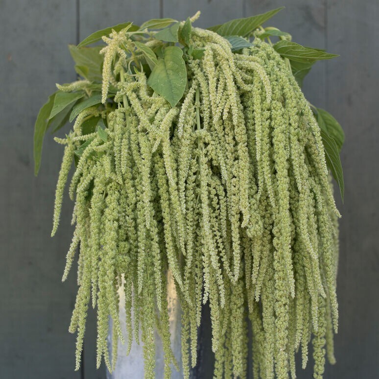 100 Amaranth Emerald Tassels seeds New Fresh US Shipping - $9.18