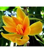 20 Seeds Michelia Champaca Magnolia Champaca Joy Perfume Tree Seeds Yell... - $9.39