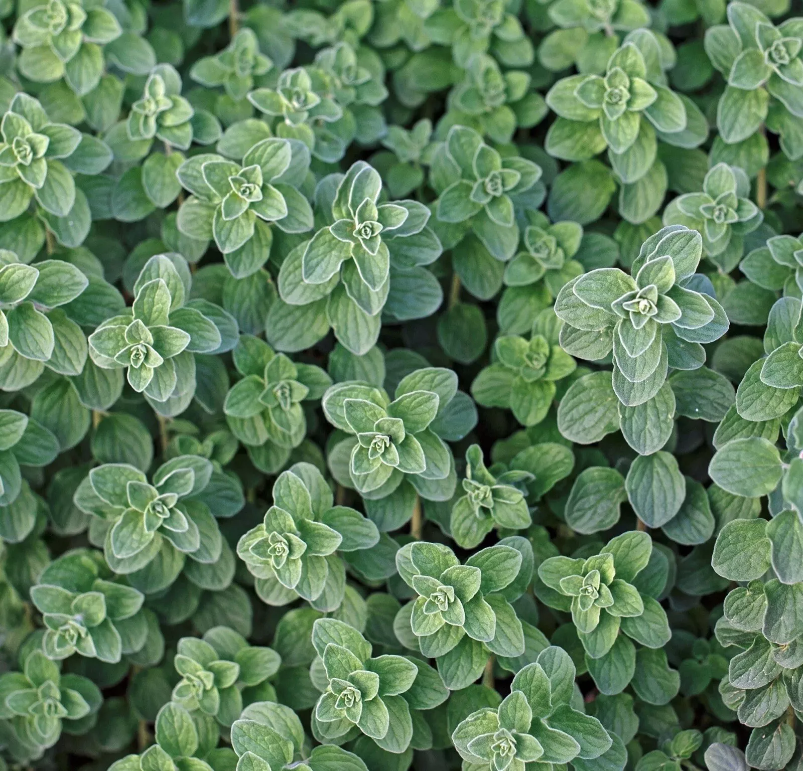BStore 1000 Greek Oregano Attracts Butterflies Aromatic Seeds Starter Kits - €8,53 EUR