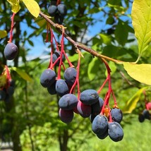 15 Indian Plum Osoberry Oregon Oso Berry Oemleria Cerasiformis Fruit Shrub Seeds - £11.50 GBP