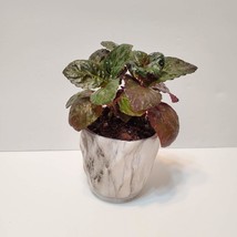 House Plant in Ceramic Planter, Purple Waffle Hemigraphis Alternata Potted Plant image 2