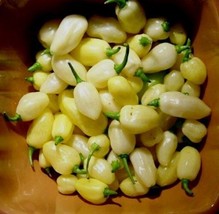 US Seller Peruvain White Habanero Pepper Seeds Fresh Seeds - $20.96