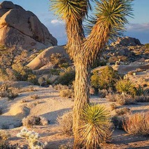 Joshua Tree Seeds Yucca Brevifolia 5 Seeds US Seller Fast Shipping - £11.39 GBP