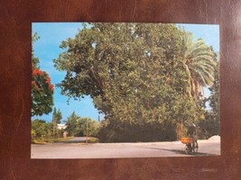 Vintage Postcard 4x6 The Sycomore Tree of Jericho Israel and Jesus 1970s  - $5.89