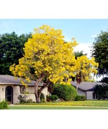 BRN 60 Yellowtabebuia Seeds Trumpet Tree Handroanthus Chrysotrichus Tree... - €16,16 EUR