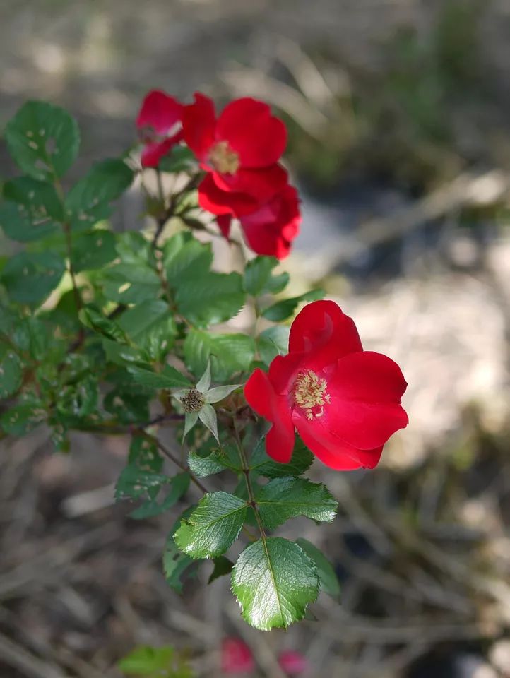 30 Seeds Japanese Red Rose - £8.27 GBP