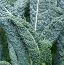 Kale Lacinato Dinosaur Salads Heirloom Usa Non Gmo 500 Seeds - £6.86 GBP