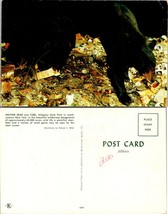 New York(NY) Salamanca Allegany State Park Black Bears &amp; Cubs Vintage Postcard - £7.49 GBP