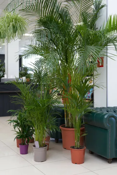 15 Indoor Palm Tree Seeds Chamaedorea Parlour Parlor Palm, Pot Tropical ... - £8.57 GBP