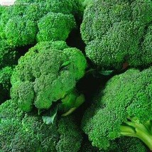 Organic Green Broccoli Vegetable, 20 Seeds - $10.29