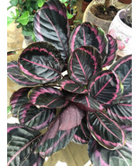 25 Seeds Edgy Pink Calathea Couture Flower Indoor or Outdoor Beautiful P... - £8.72 GBP