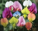 Mixed Colored Sweet Pea Lathyrus Belinensis Beautiful Flower Plant 10 Se... - $5.99