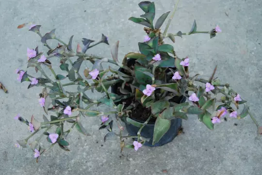 Queen Wandering Jew &#39;Blue Sue&#39; Purple Heart - Tradescantia Setcreasea Pa... - $15.00