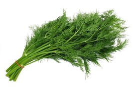 200 bouquet dill seeds(anethum graveolens)fresh garden herb - $91.54 MXN