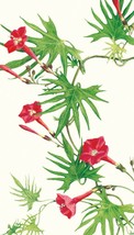 1.5 Grams Cardinal Climber Vine Seeds #MNHG - $12.50