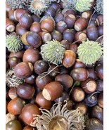 HSeeds Sawtooth Oak Acorns Quercus Acutissima Seeds For Planting Wild Li... - €5,99 EUR