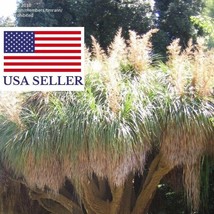 Nolina Longifolia Oaxacan Pony Tail Bonsai 5 Seeds Garden Fast Shipping - $18.84