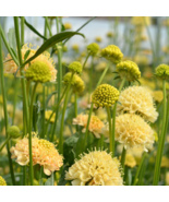 Scabiosa Atropurpurea &#39;Fata Morgana&#39; - 50 Seeds - $8.31