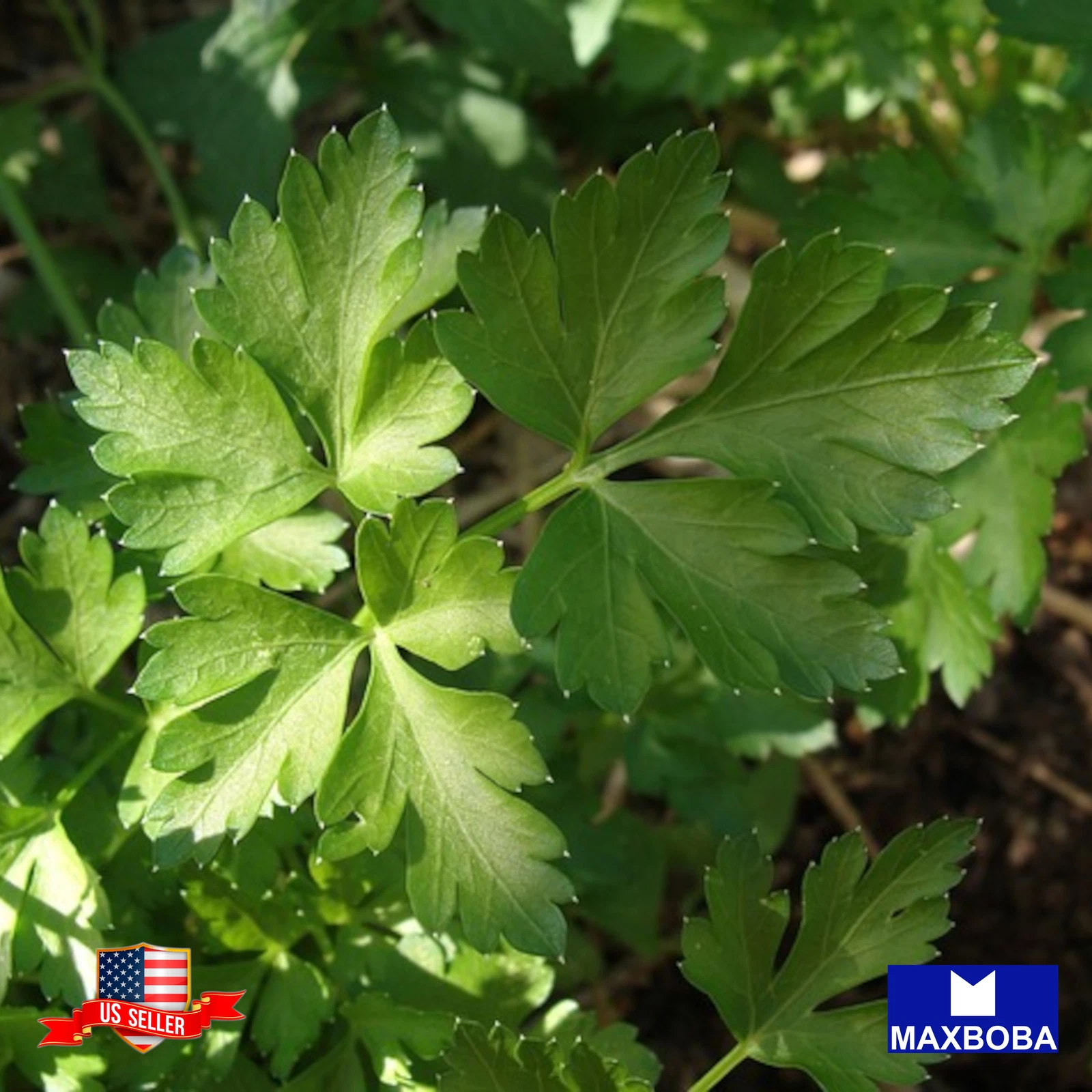 1000 Parsley Seeds Italian Giant Non-GMO Heirloom BOGO 50% OFF - $5.22