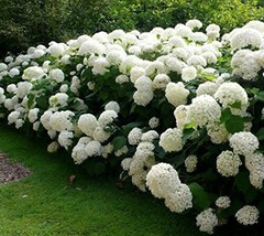 1 pcs Annabelle Smooth Hydrangea Live Plant 1 Quart - £44.67 GBP