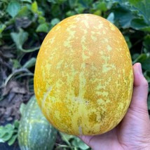 Organic 20 Thai Melon Seeds New Fresh Seeds USA - $13.30