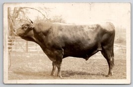 RPPC Paoli PA Cow On Display c1910 Freed Family Davisville Penna Postcard K22 - £14.84 GBP