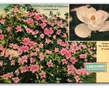 Magnolia Louisiana State Flower LA UNP LInen Postcard Z1 - $2.92