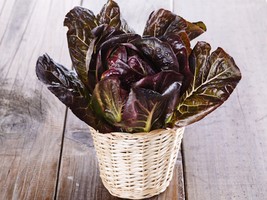 SEEDS = 250 SEEDS - Red Romaine Lettuce --Heirloom Romaine type -sweet   - £3.19 GBP