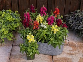 SNAPDRAGON SEEDS SNAPDRAGON CANDY TOPS MIX 50 PELLETED SEEDS - $22.48
