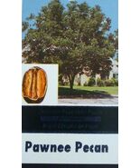 PAWNEE PECAN TREE 36-48 In Shade Trees Live Healthy Plant Large Pecans N... - $72.70