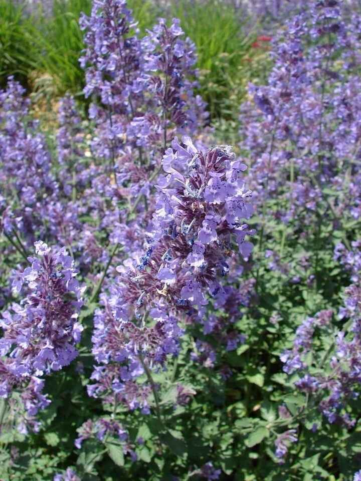 Catnip Seeds, Nepeta Cataria, NON-GMO, Variety Sizes, Cat Lovers, FREE S... - $1.97+