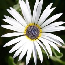 40 Arctitos White African Daisy Annual Flower Seeds Gardening USA Shipping - £7.88 GBP