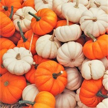 Mini Mix Pumpkin Seeds White And Orange Untreated Baby Boo Little Seed  - £4.74 GBP