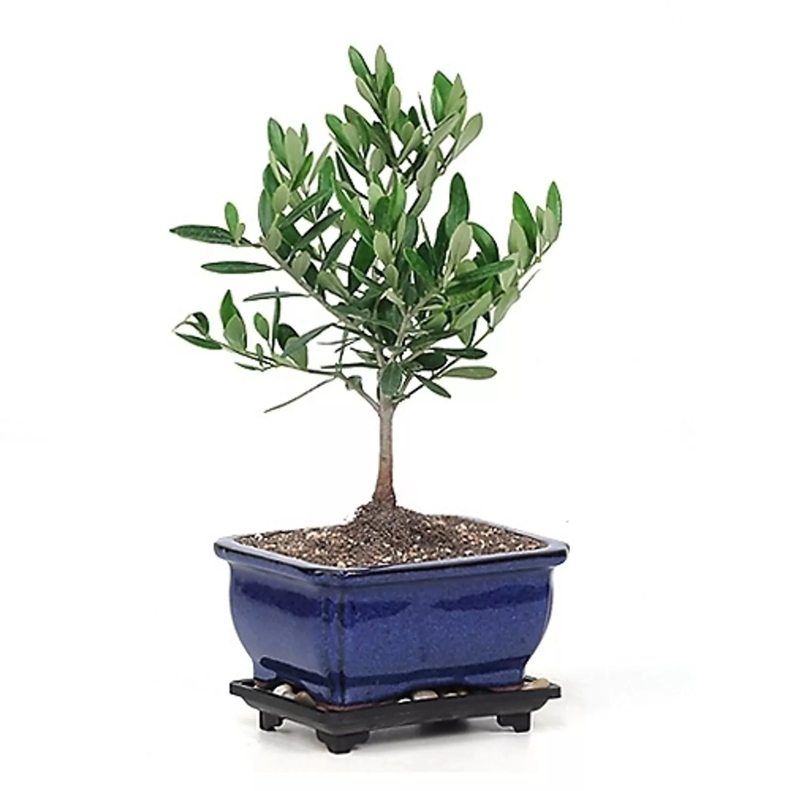 PSStore Little Ollie Olive Bonsai Tree 3 5 Years Old 10&quot; 12&quot; Tall Potted... - $180.25 CAD