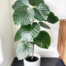 Ficus Umbrella 4 Pot 2 Plants New Fresh  - $96.81 CAD