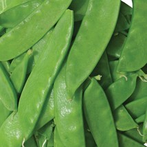 Oregon Sugar Pod Ii Pea Seeds 25 Ct Snow Pod Vegetable New Fresh US Ship... - $89.56 MXN