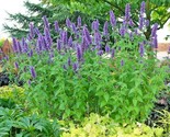100 Seeds Purple Giant Hyssop Seeds Native Wildflower Drought Heat Cold ... - $8.99