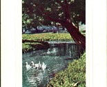 Ono Pond Botanical Gardens Sapporo University Japan UNP Unused DB Postca... - £12.83 GBP