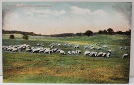Boston Massachusetts, Sheep Franklin Park Postcard B13 - £6.99 GBP